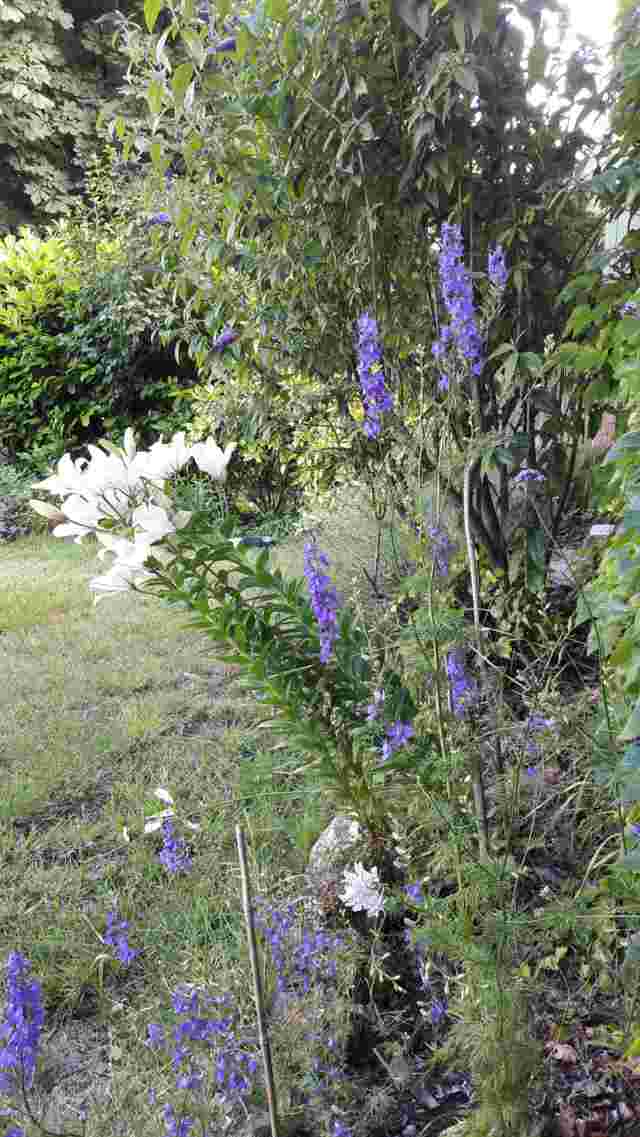 Jardin est en juin